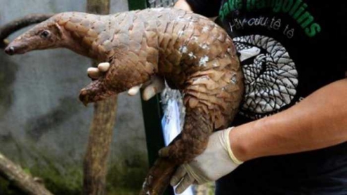 Polda Riau Amankan 6,5 Kilogram Sisik Satwa Trenggiling